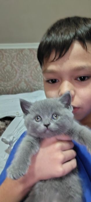 Котята 50 кунлик