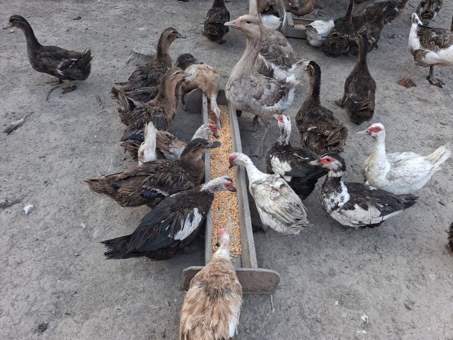Rate galagioase si mute și gâște