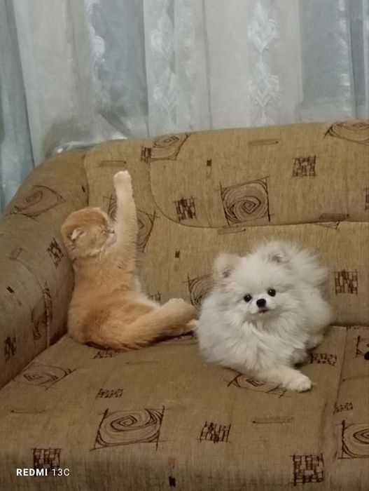 Щенок шпица кабель