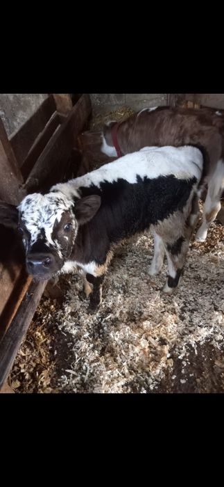 Vând vacă la a doua fătare și o junincă bălțată românească gestantă in 2 luni