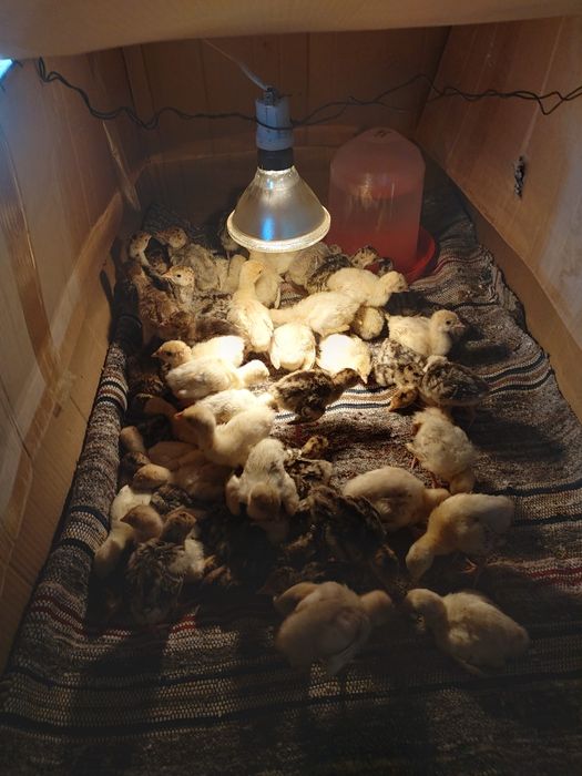 Продавам ярки пилета петли пуйчета