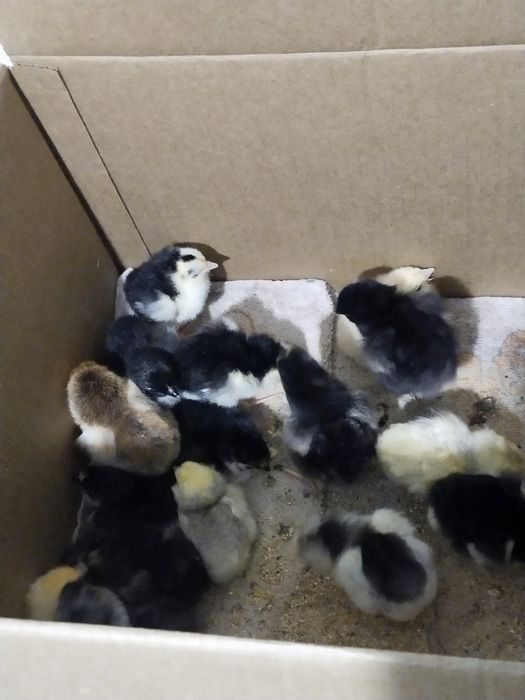 Продам цыплят ..