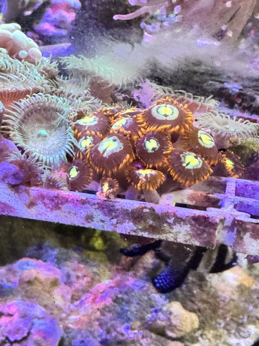 Sotuvda Korallar bor Есть в продаже морской коралл