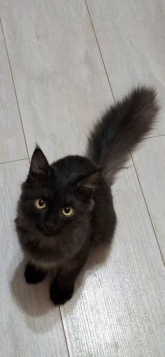 Отдам в добрые руки котика, мальчик