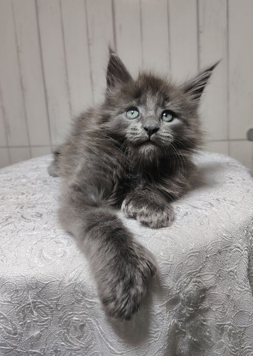 Котенок мейнкун полидакт  2 месяца и неделя