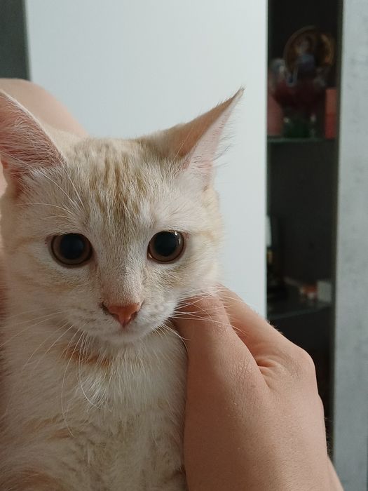Отдам  котят в добрые руки!