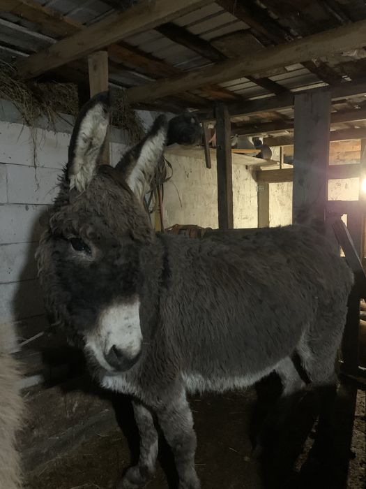 Măgăriță gestantă, sănătoasă și blândă