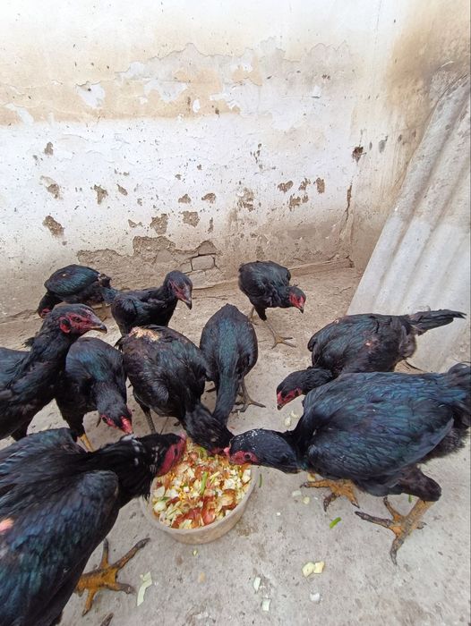 Мокилар сотилади