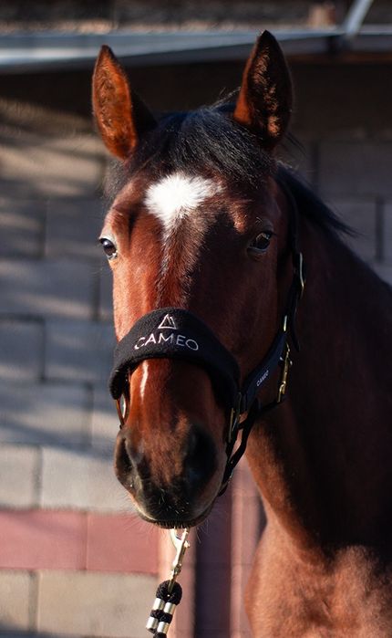 Продам жеребчика, 2 года