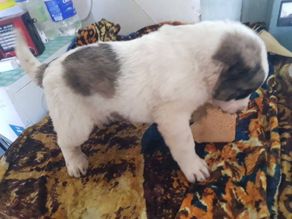 Алабай  (САО) щенок