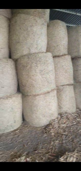 Baloti Lucerna Clasa 1