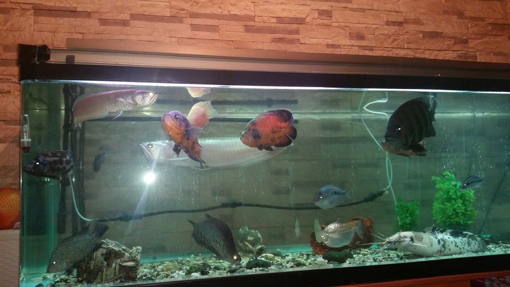 Большой аквариум 850 литров