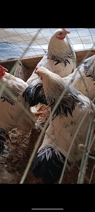 Vând Cocoși Brahma  serie tananara