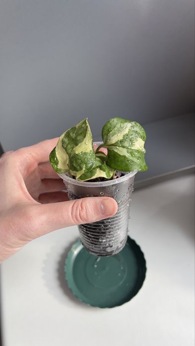 Фил, Энжой, Неон цветы