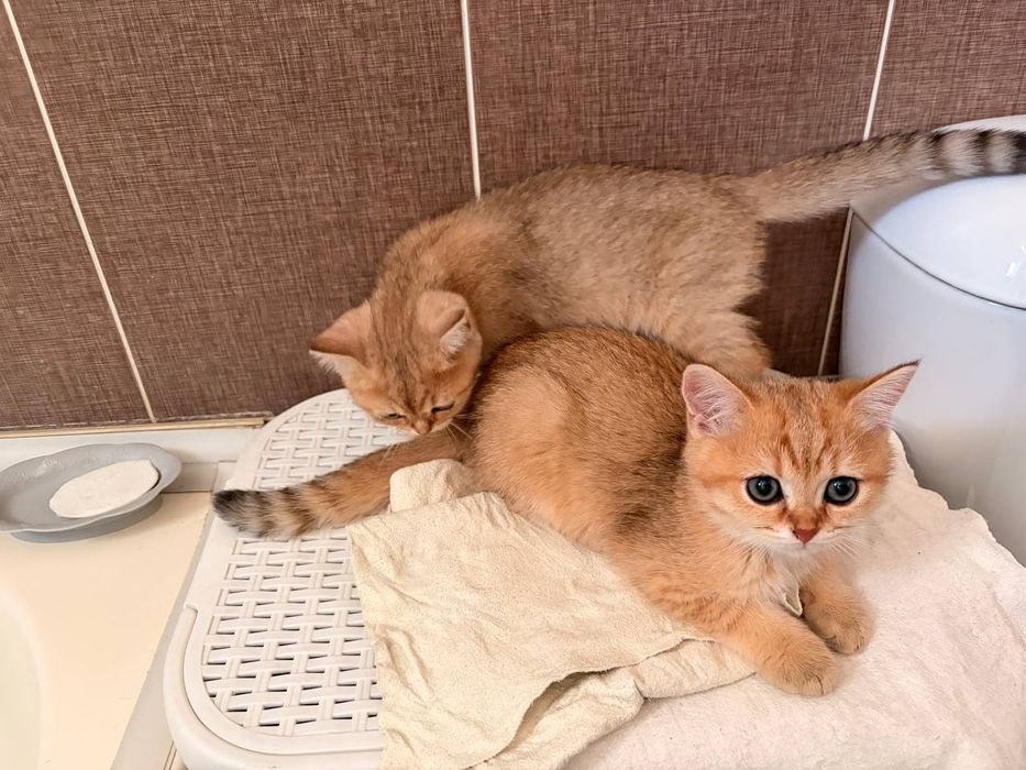 Чистокровное Краткосчерстные британские кошки котята.