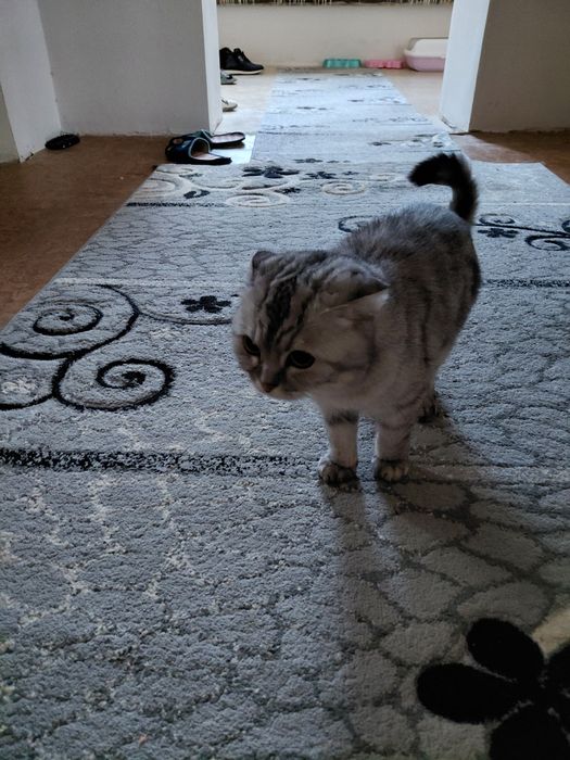 Срочно продаются