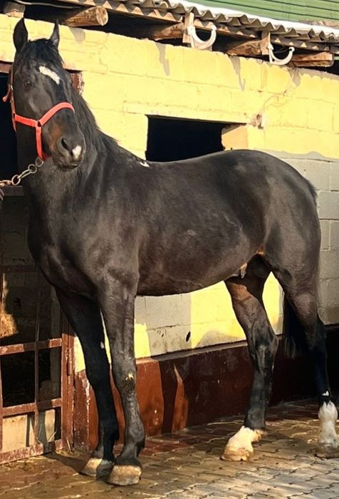 Жеребец на племя, подарок, кокпар