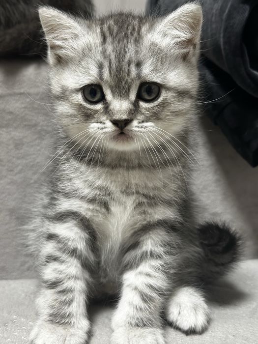 Красивый котенок