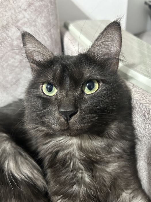 Отдам кота.1,2годика