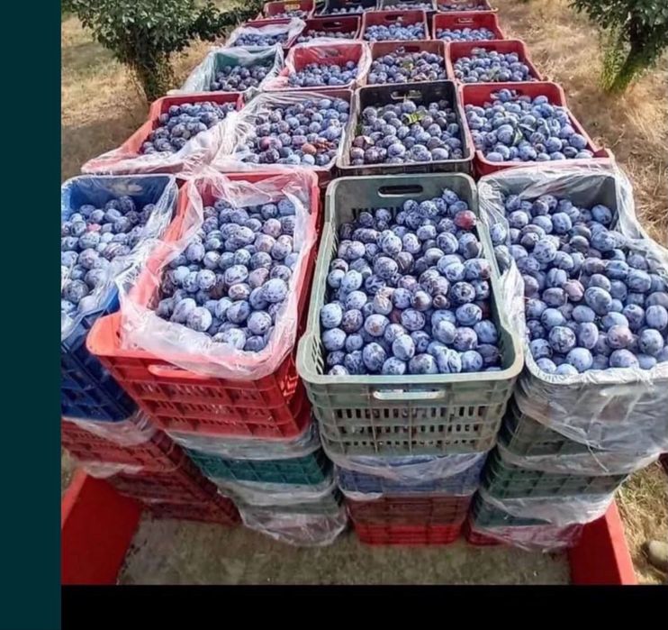 Vand prune de tuica