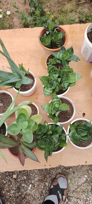 Гүлдер бар распродаж