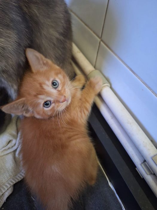 Котята от мамы крысалова