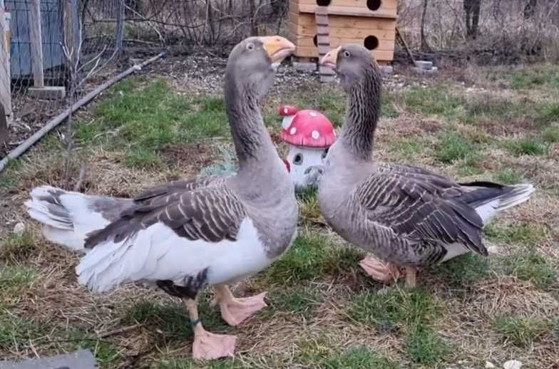 Gaste rasa Tula - pereche