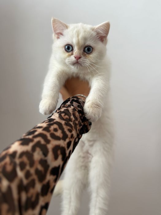 Породисти Котенца с родословие