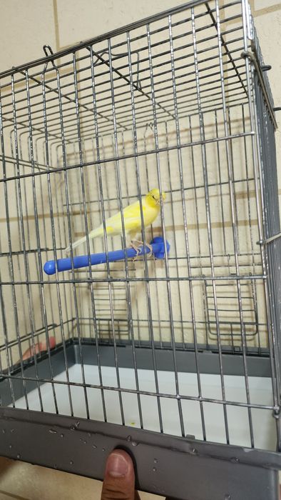 Канарейка сотилади