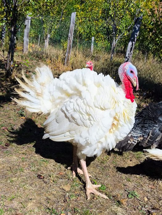 De vânzare o pereche de curci (curca+curcan)