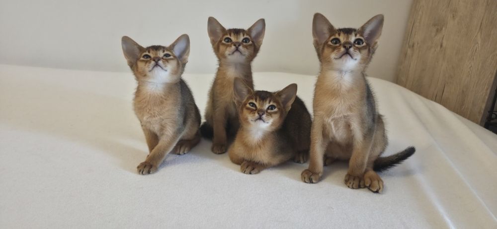 Pisici Abyssinian