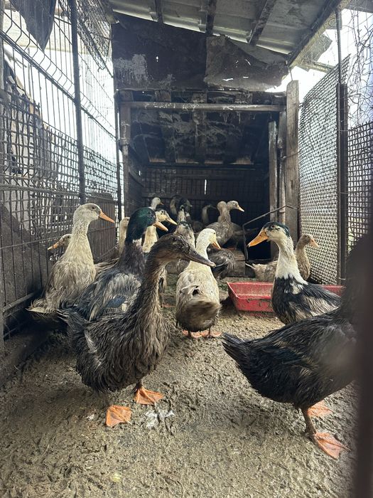 Cocosi austrolop si rate romanesti 8 luni