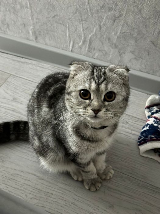 Шотланский виславуха домашний