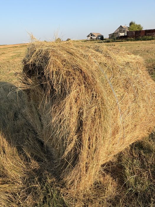 Тюк круглый плотный костер житняк