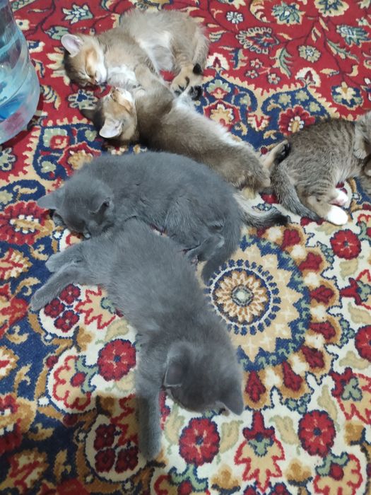 Шатландский страйт&Залатой шиншилла