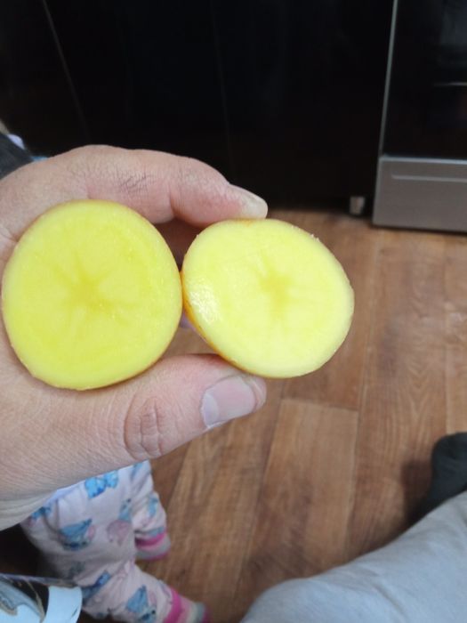 Семенная картошка