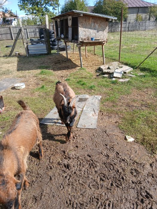 Iezi,masculi,rasa alpina-francezi