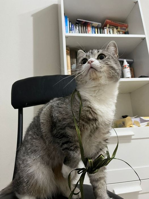 Кот бесплатно 2года