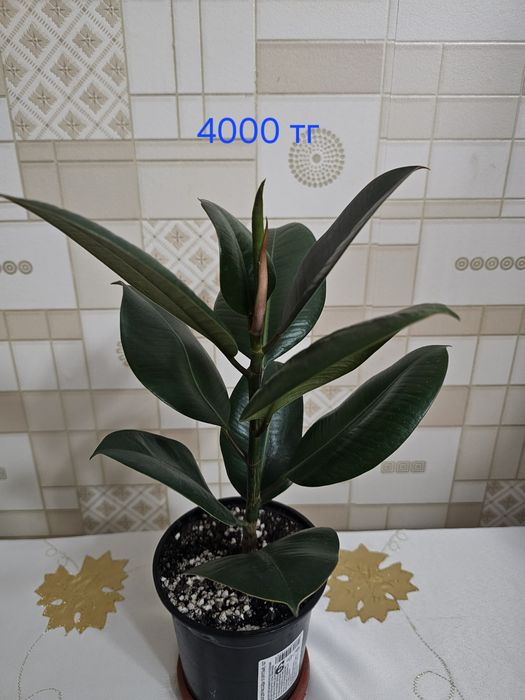 Комнатные  цветы