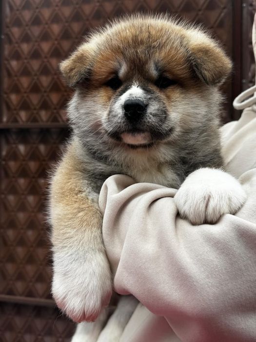 Акита-Ину щенки  продам