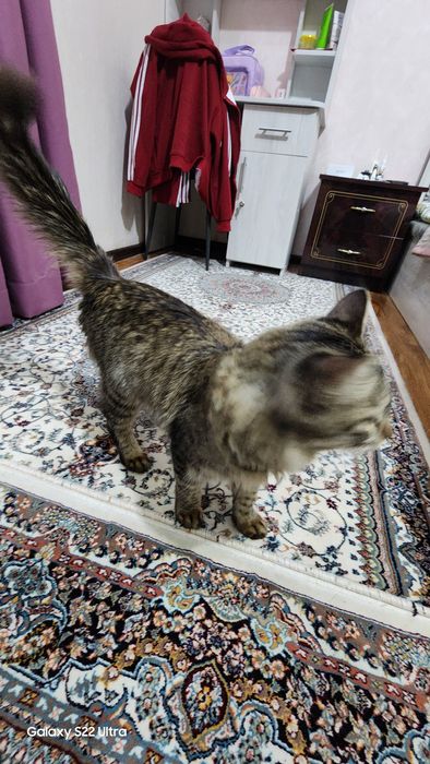 Кот отдам в хороший руки