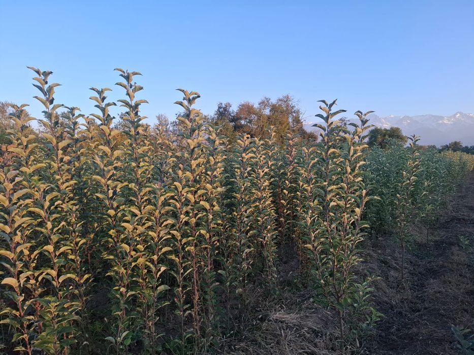 Продам саженцы сорт золотой