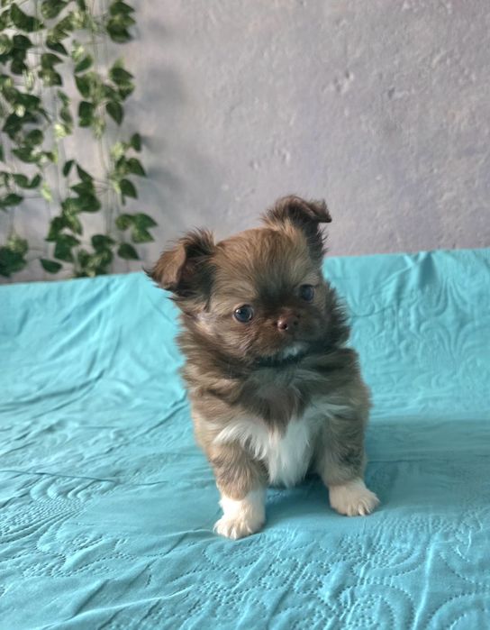 Чихуахуа момченца