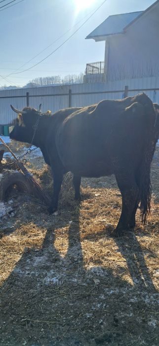 Vând vacă gestanta