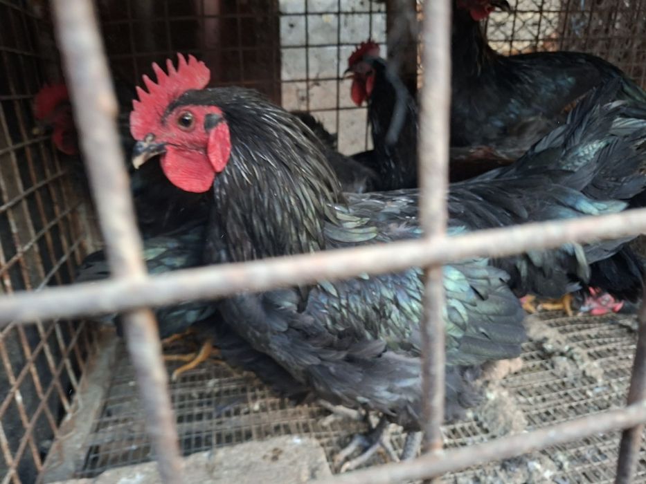 Продавам петли и джинки за разплод и месо