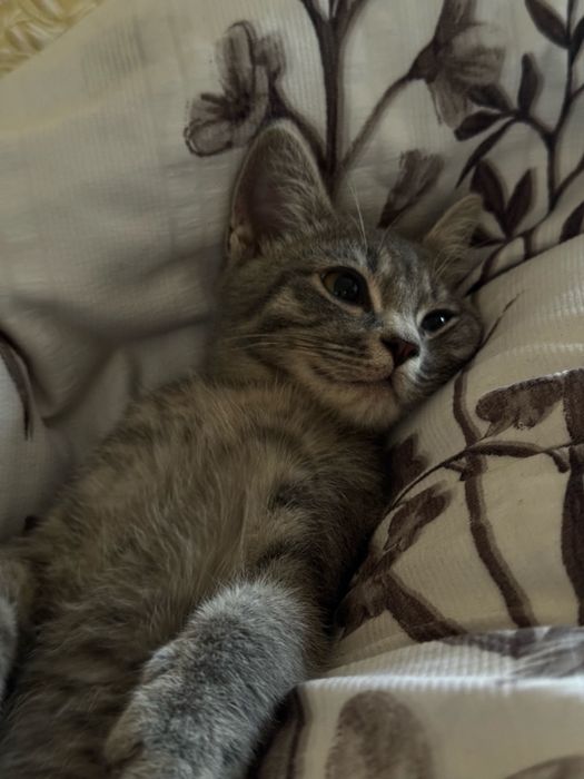 Котенок 7 мес мальчик