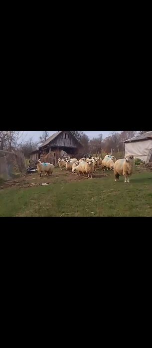 Vând oi tinere 17 bucăți