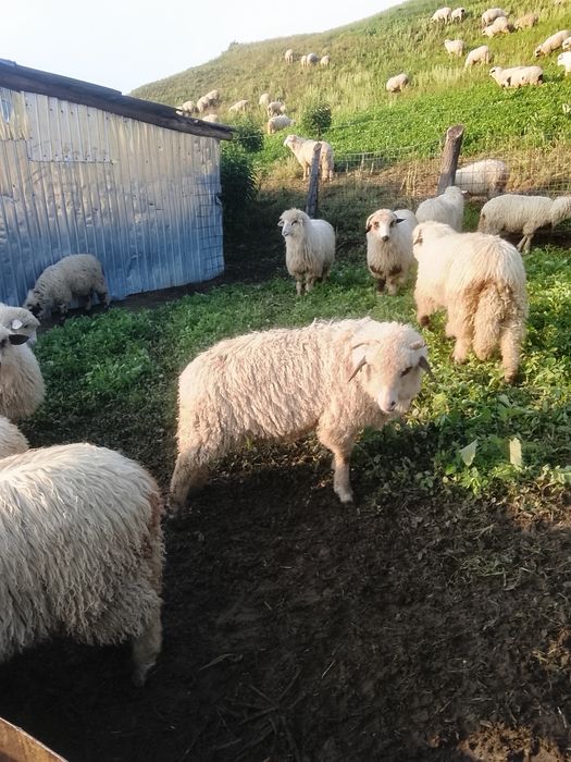 Vând miei și mieluțe de sămânță