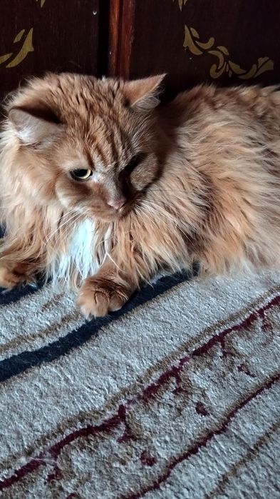 Отдам кота бесплатно