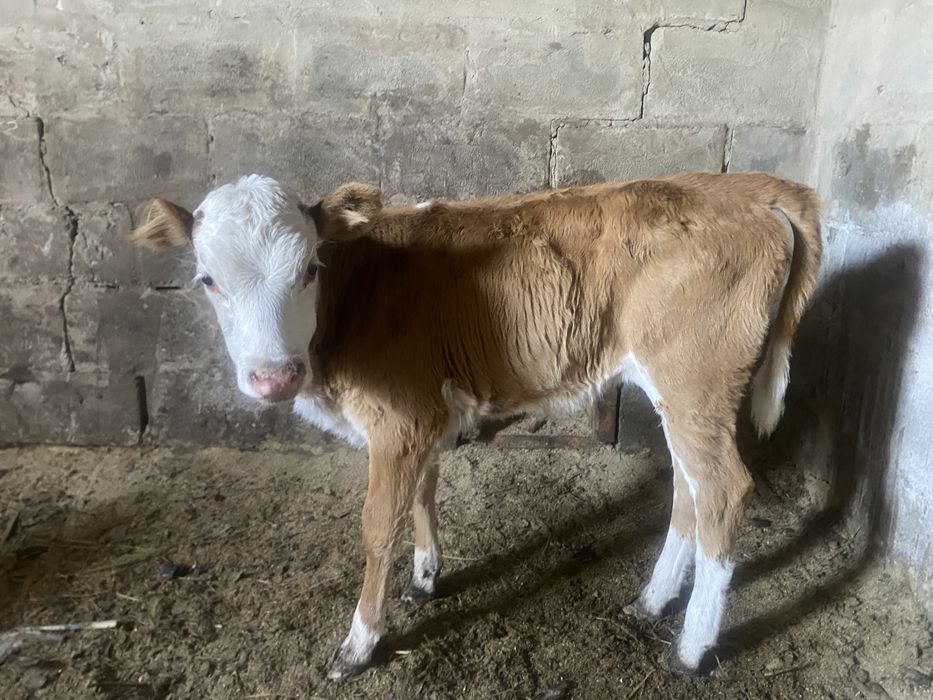 Бызау сатамын 3 бас ұрғашы